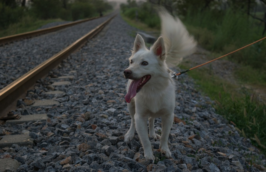 pet