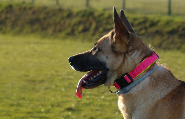 collars